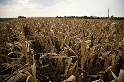 Corn Dead in Illinois